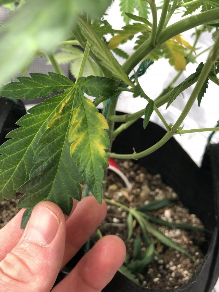 Deficient or ph issue