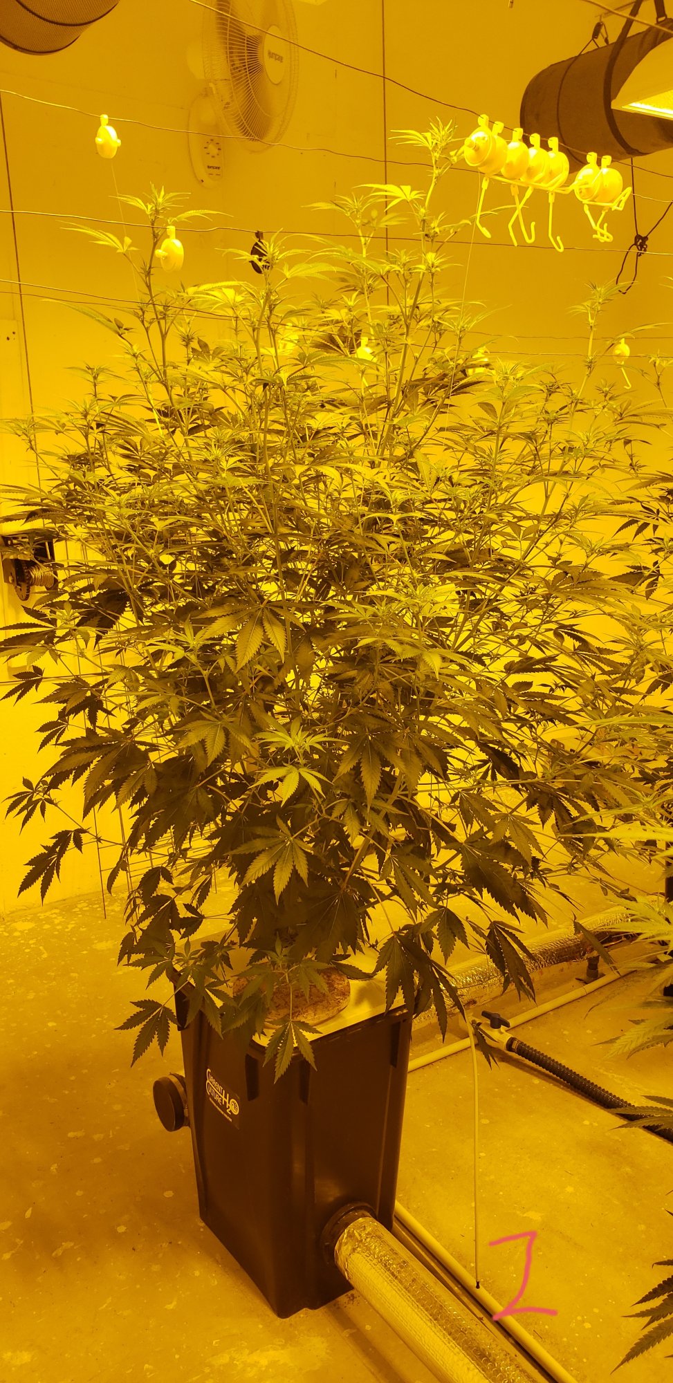 Defoliate side by side comparison small trees 3