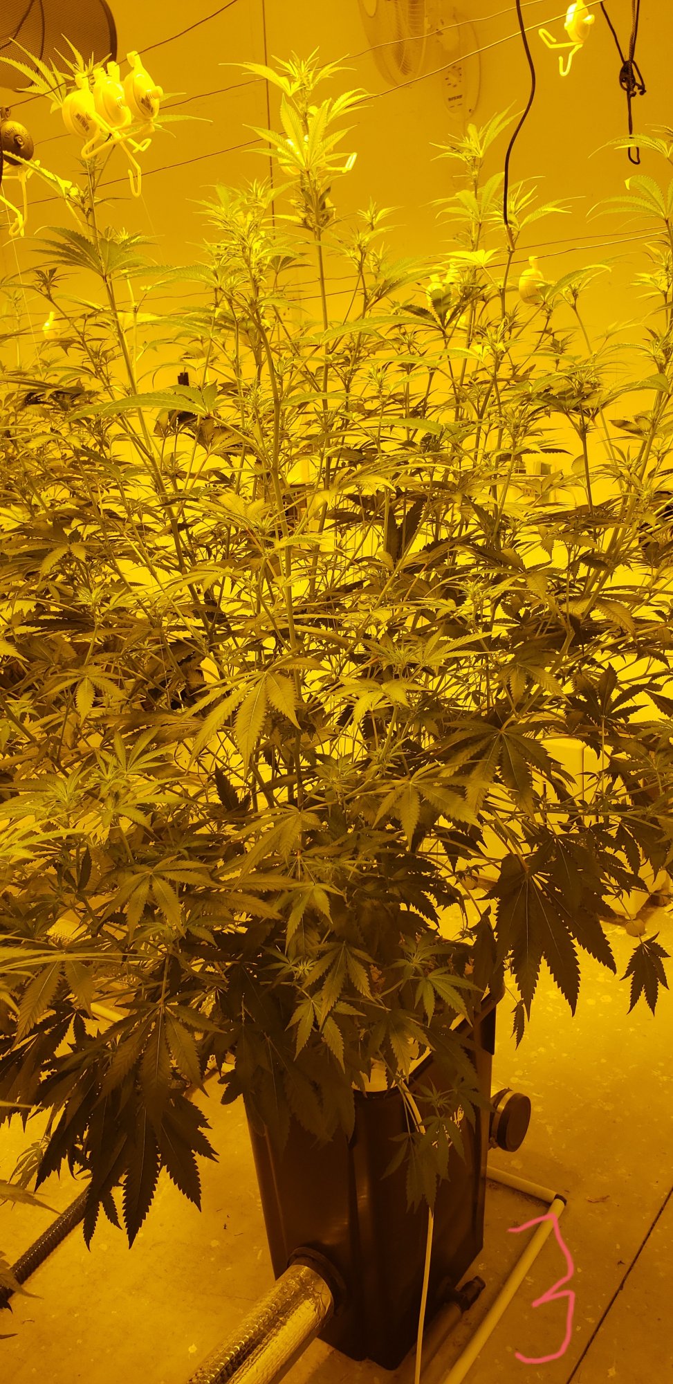 Defoliate side by side comparison small trees 4