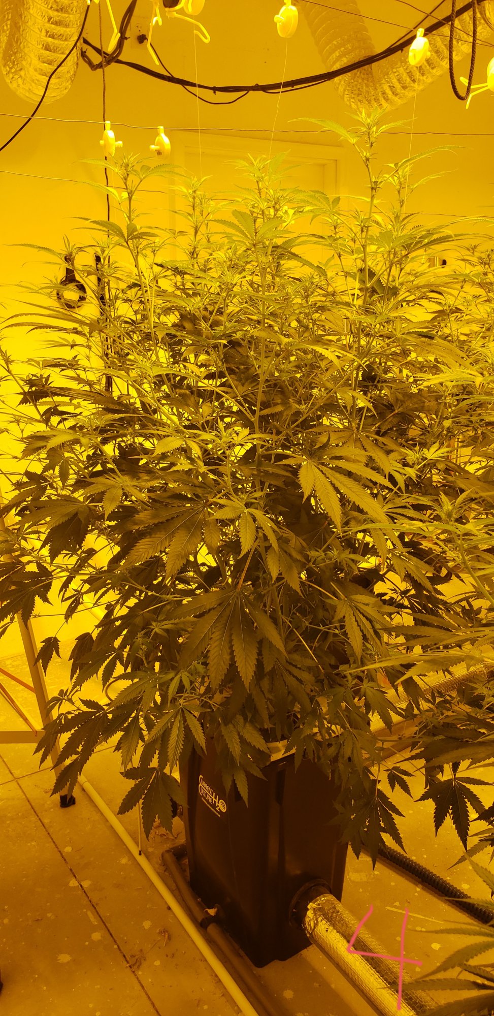 Defoliate side by side comparison small trees 5