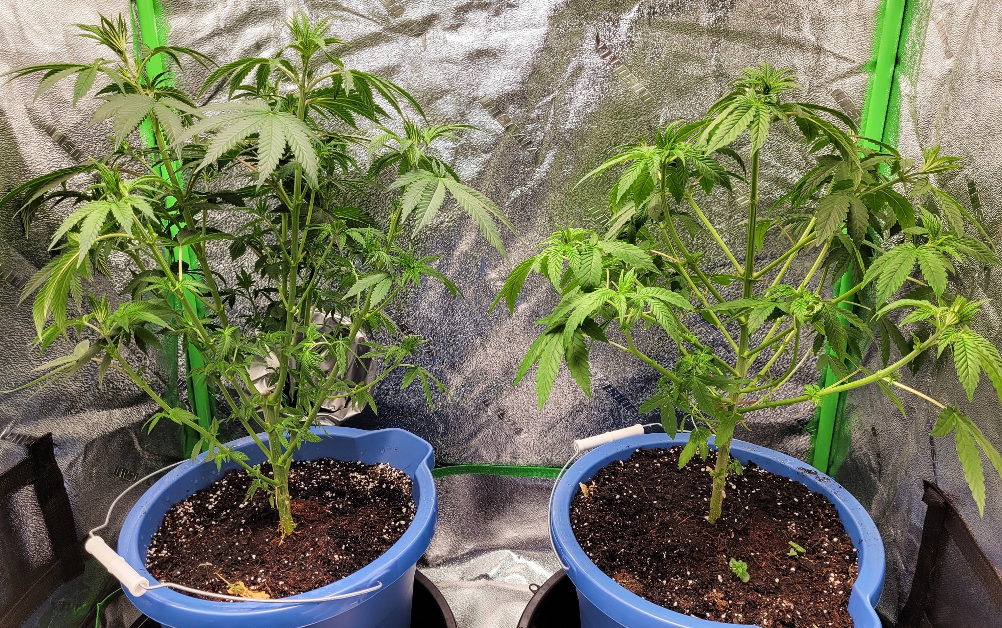 Defoliated