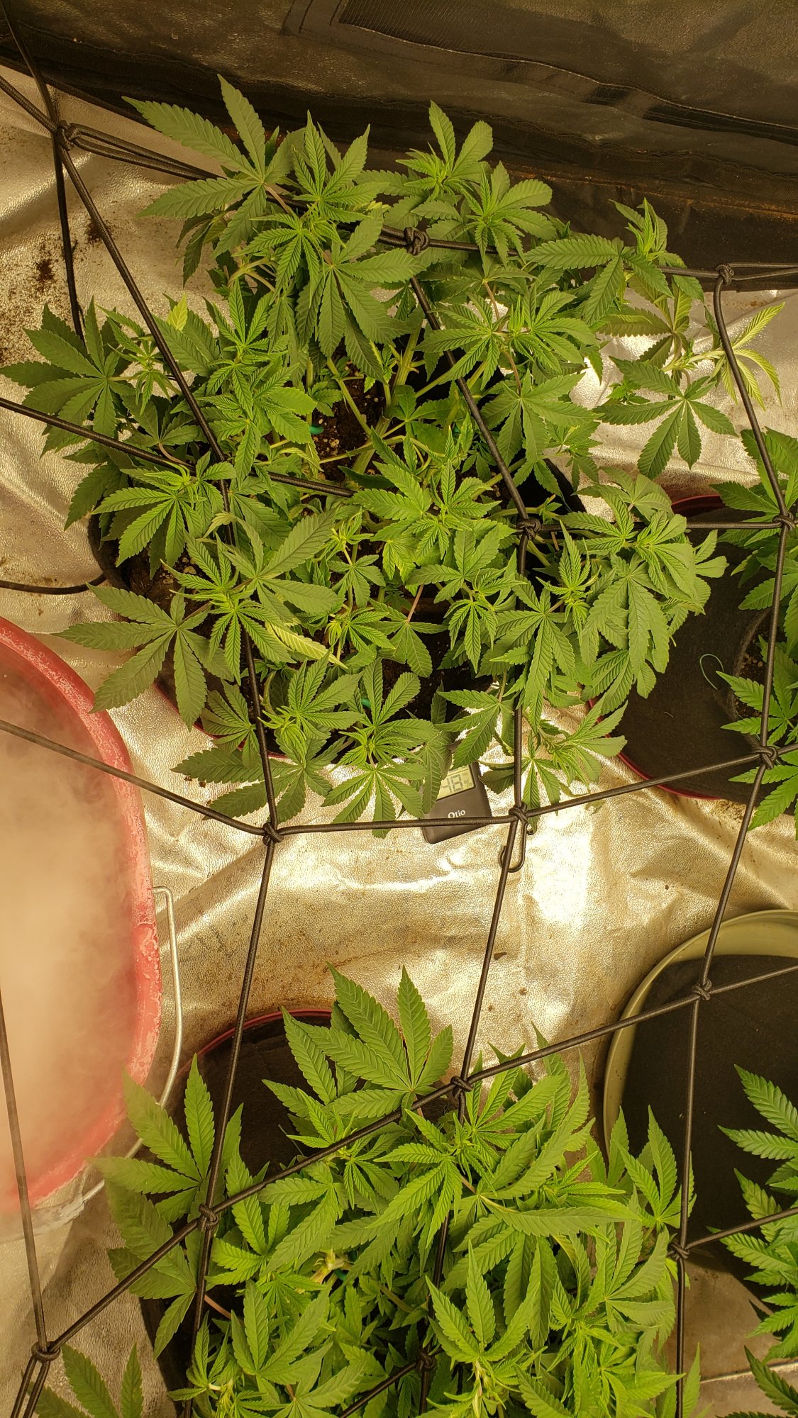 Defoliated too much did i mess up 2