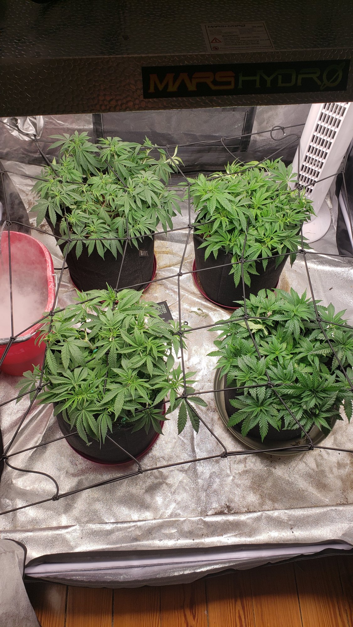 Defoliated too much did i mess up
