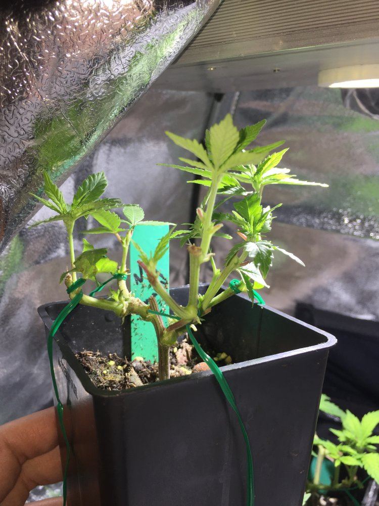 Defoliation experiment on unstable clones 5