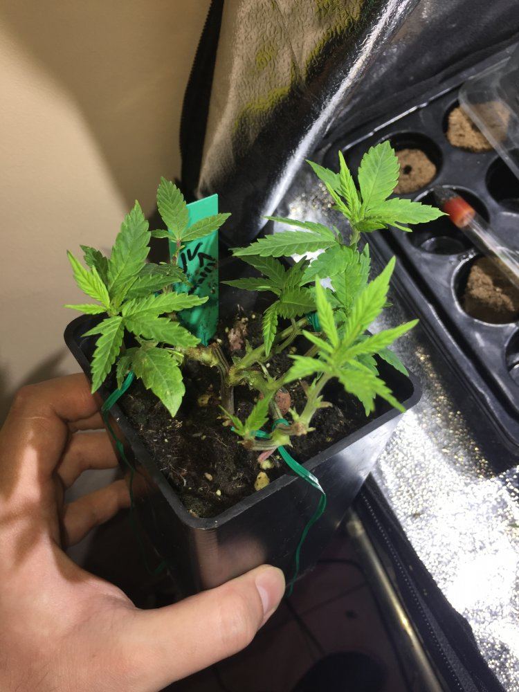 Defoliation experiment on unstable clones 6