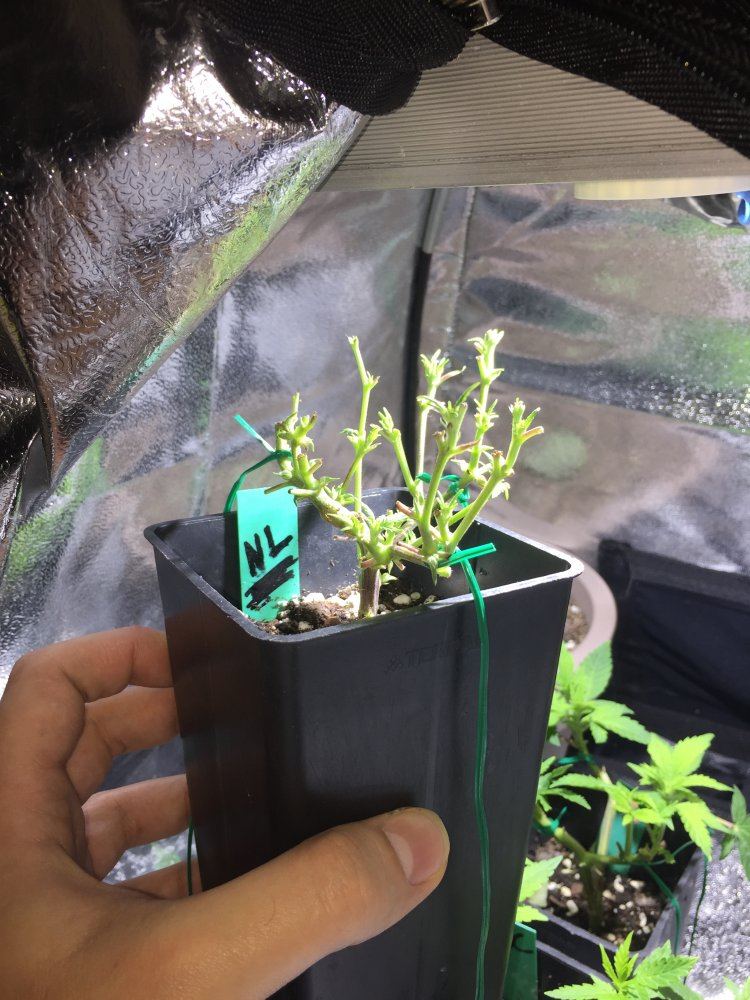 Defoliation experiment on unstable clones 7