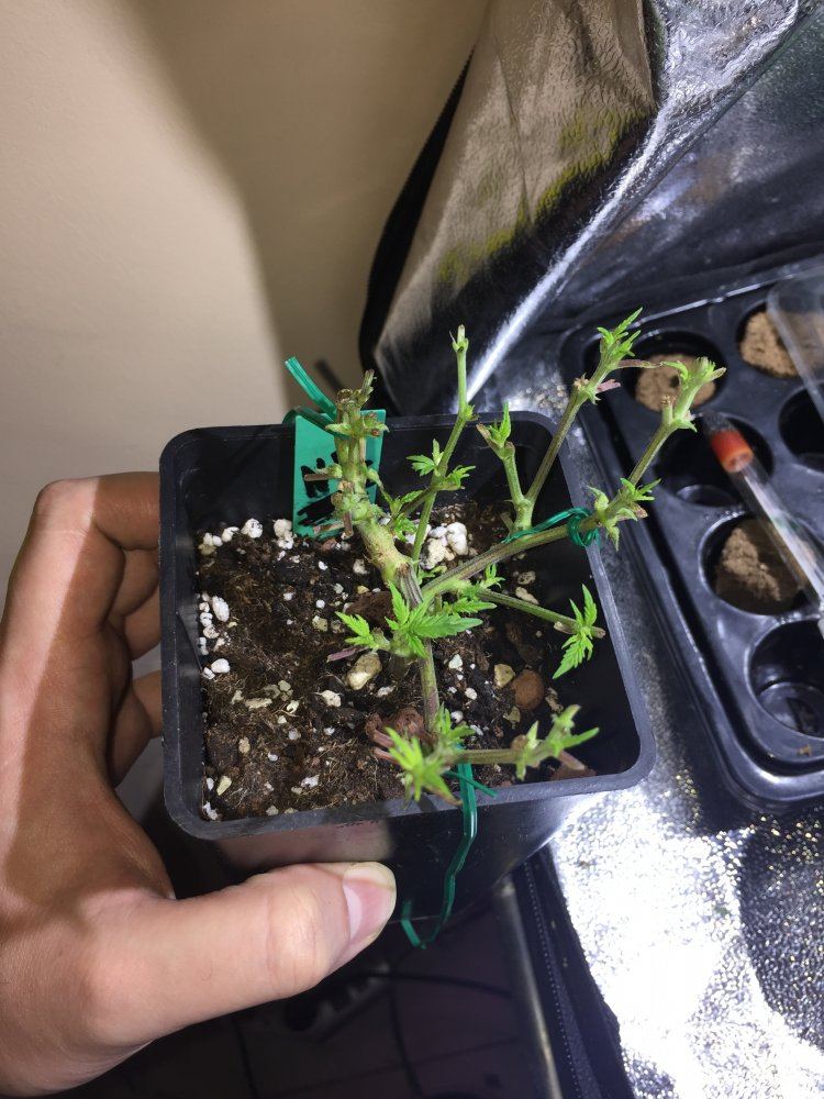 Defoliation experiment on unstable clones 8