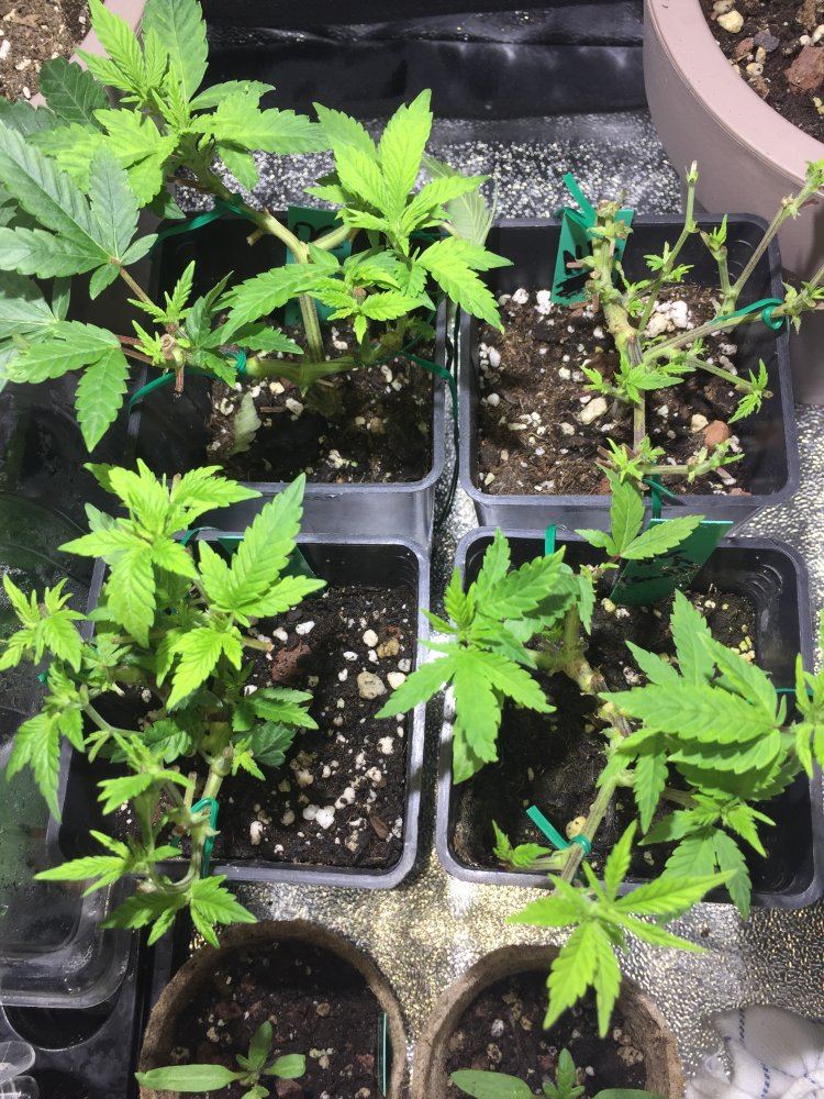 Defoliation experiment on unstable clones 9