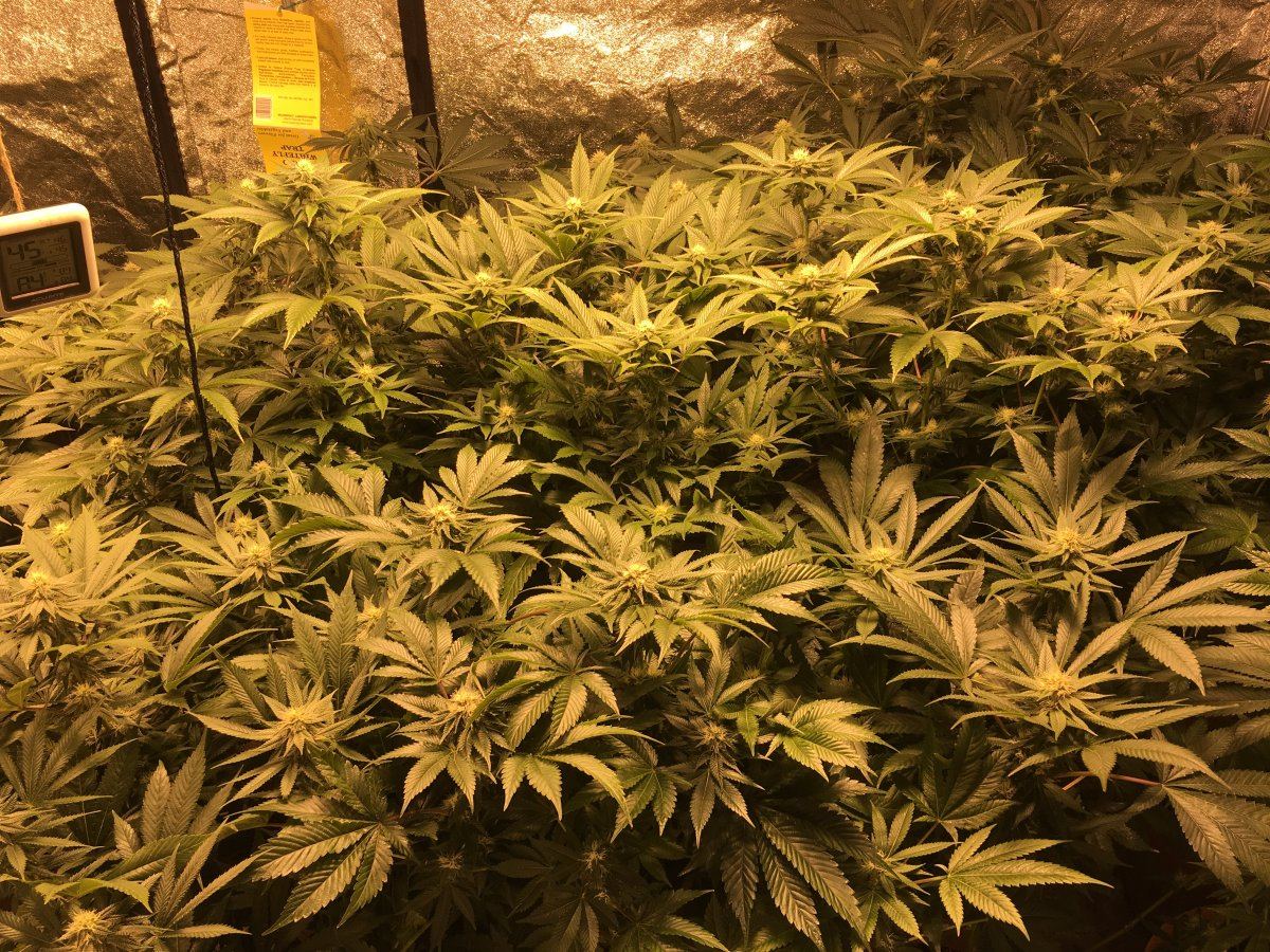 Defoliation how much and when 2
