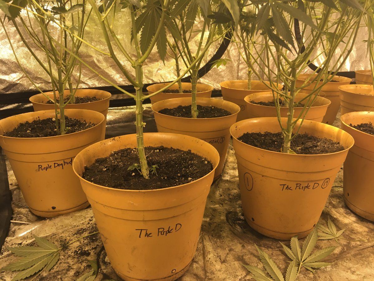 Defoliation how much and when 3