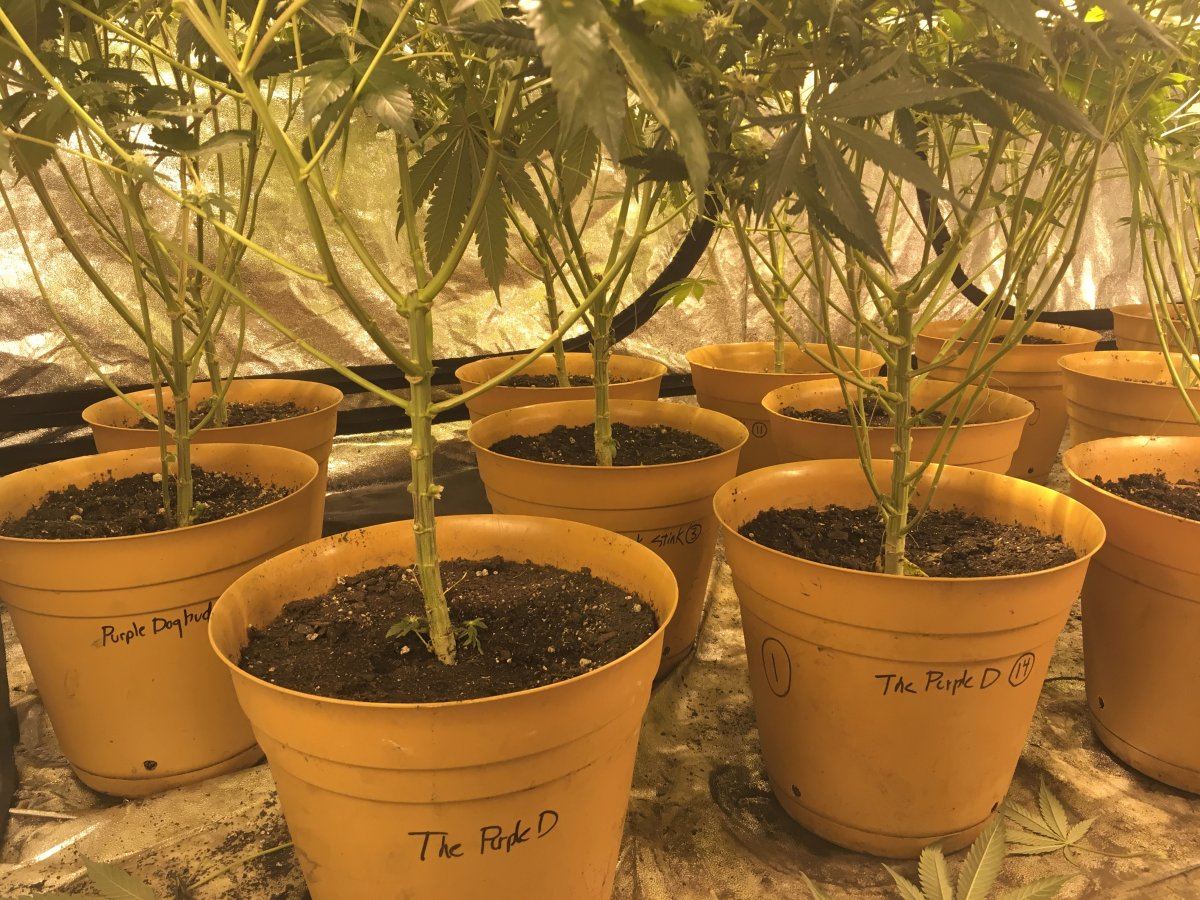Defoliation how much and when 4