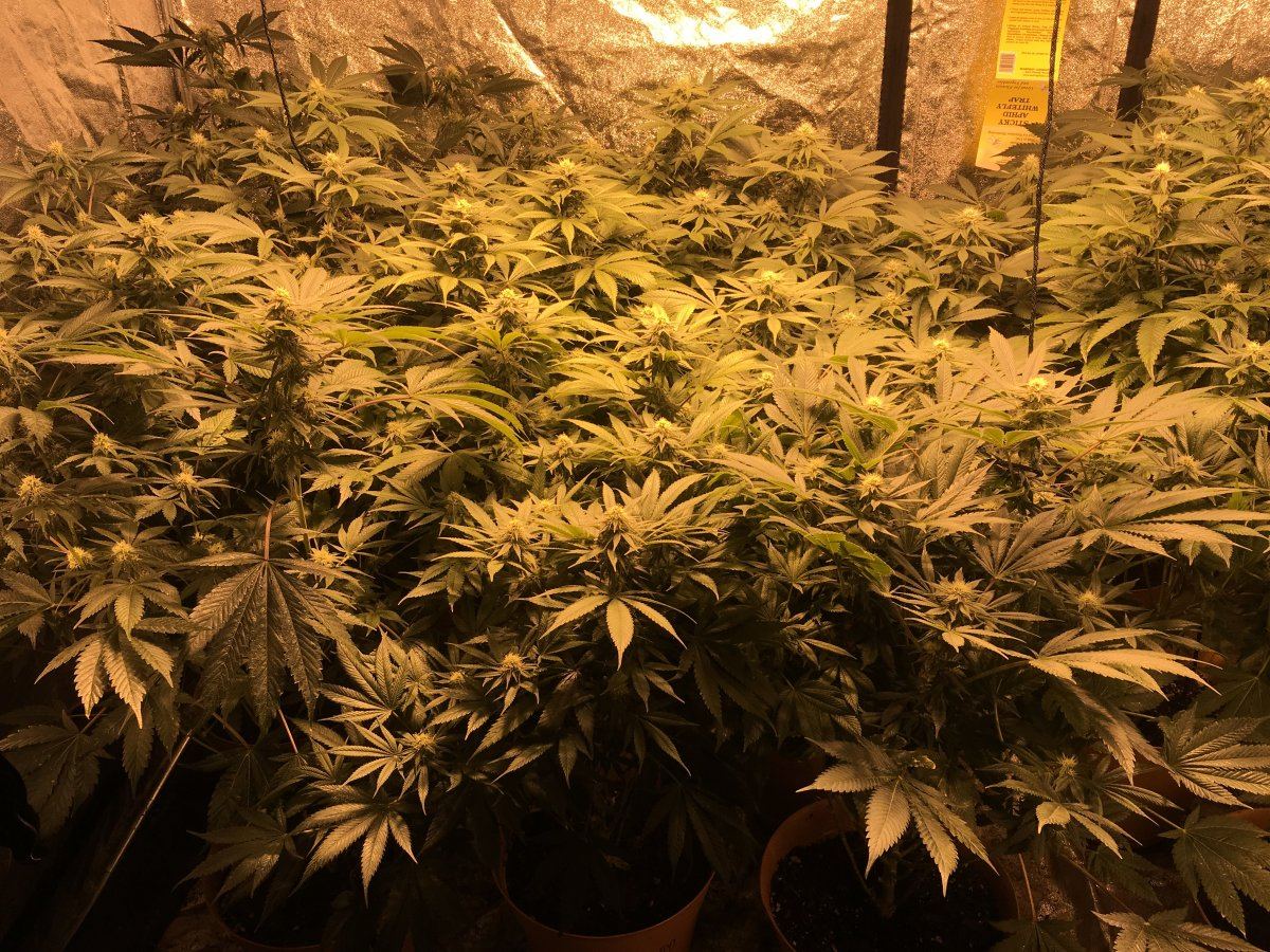 Defoliation how much and when