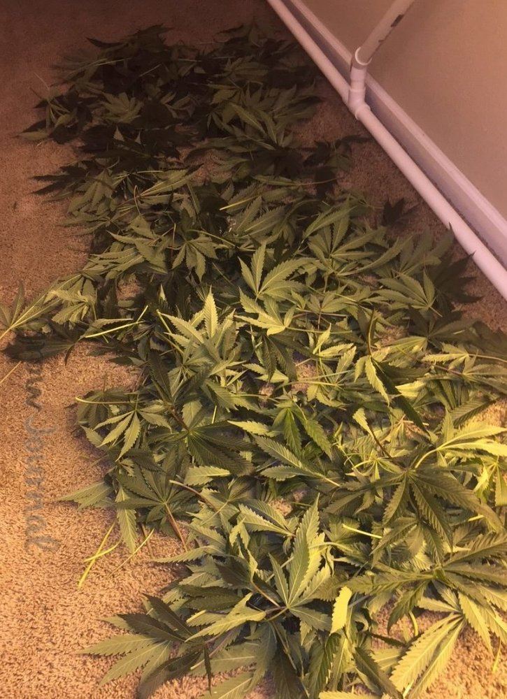 Defoliation