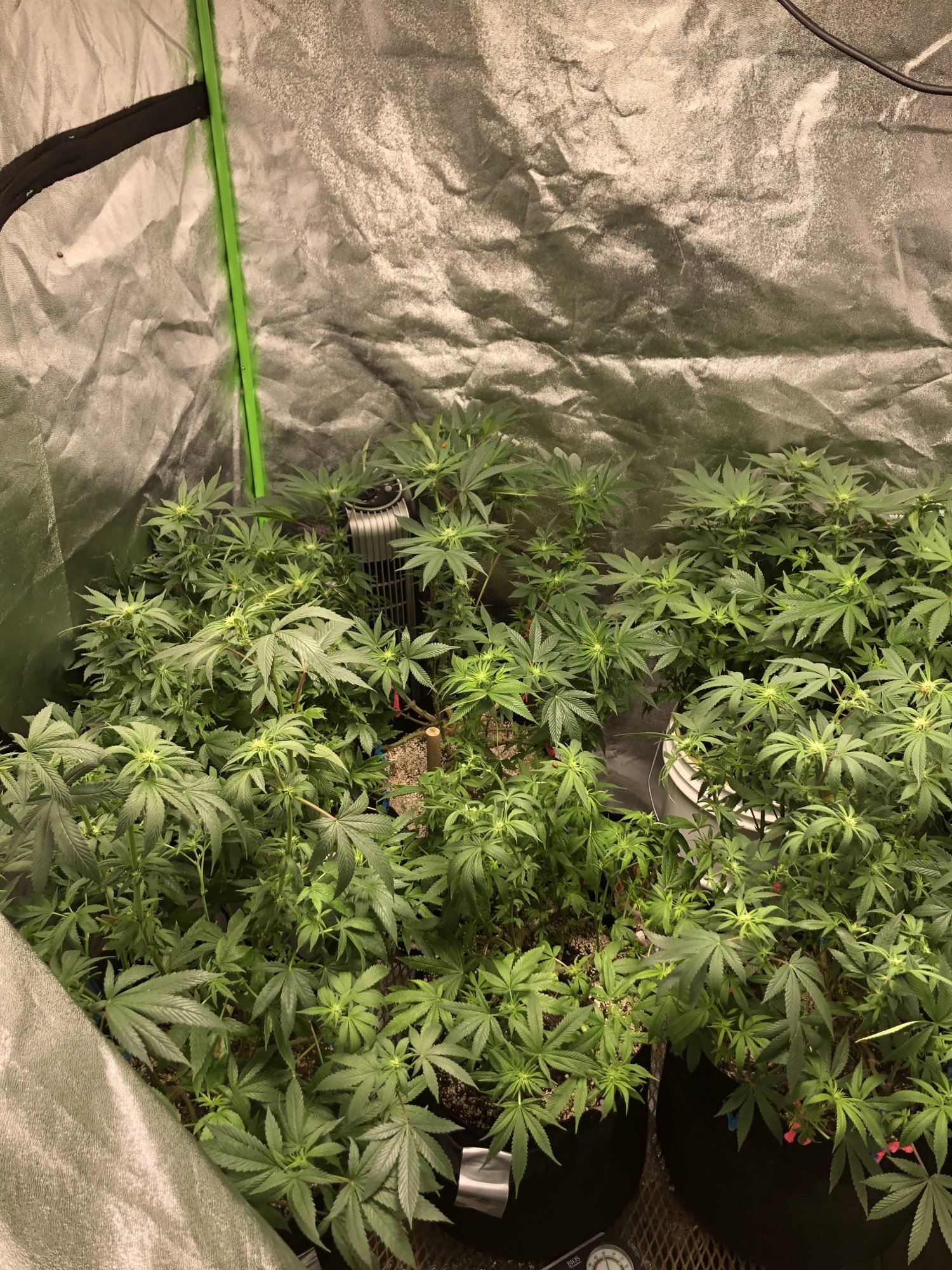 Defoliation pics two weeks into flower did i get carried away 4
