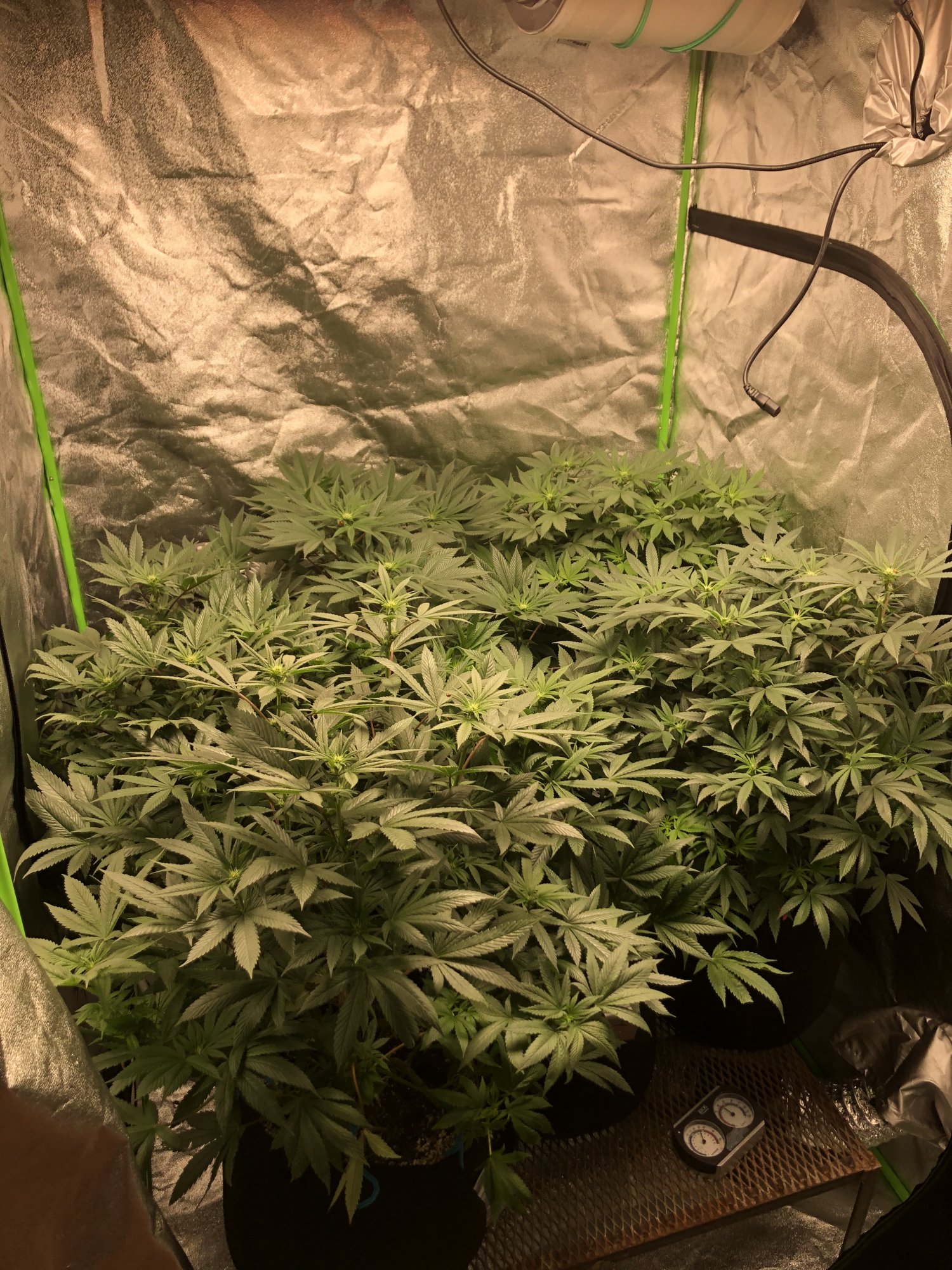 Defoliation pics two weeks into flower did i get carried away