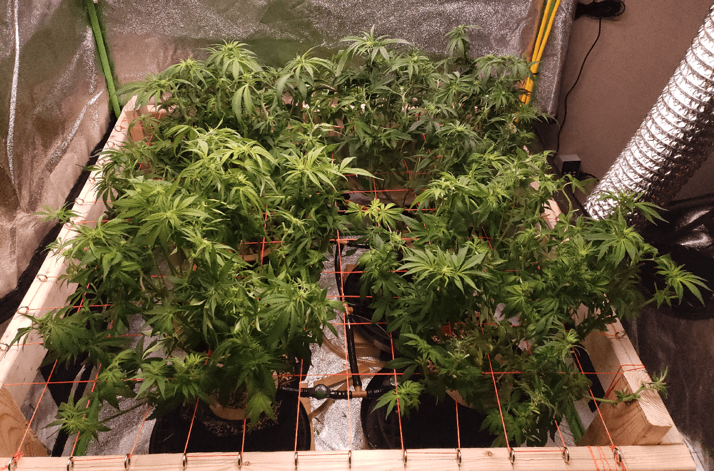 Defoliation
