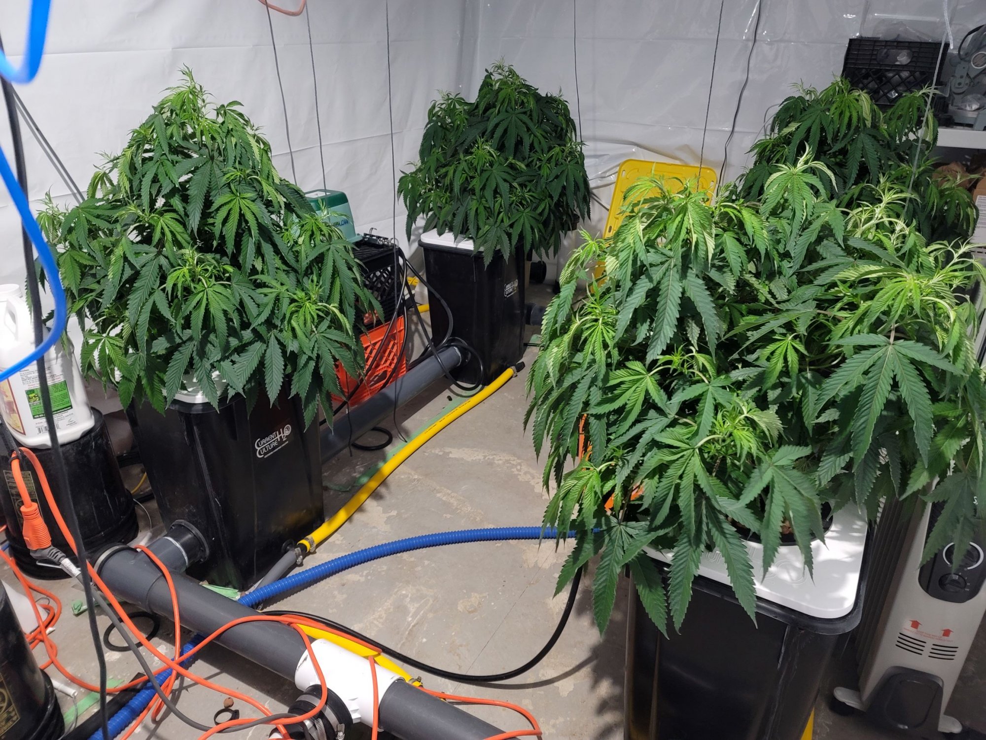 Defoliation query for plants in rdwcled grow 2