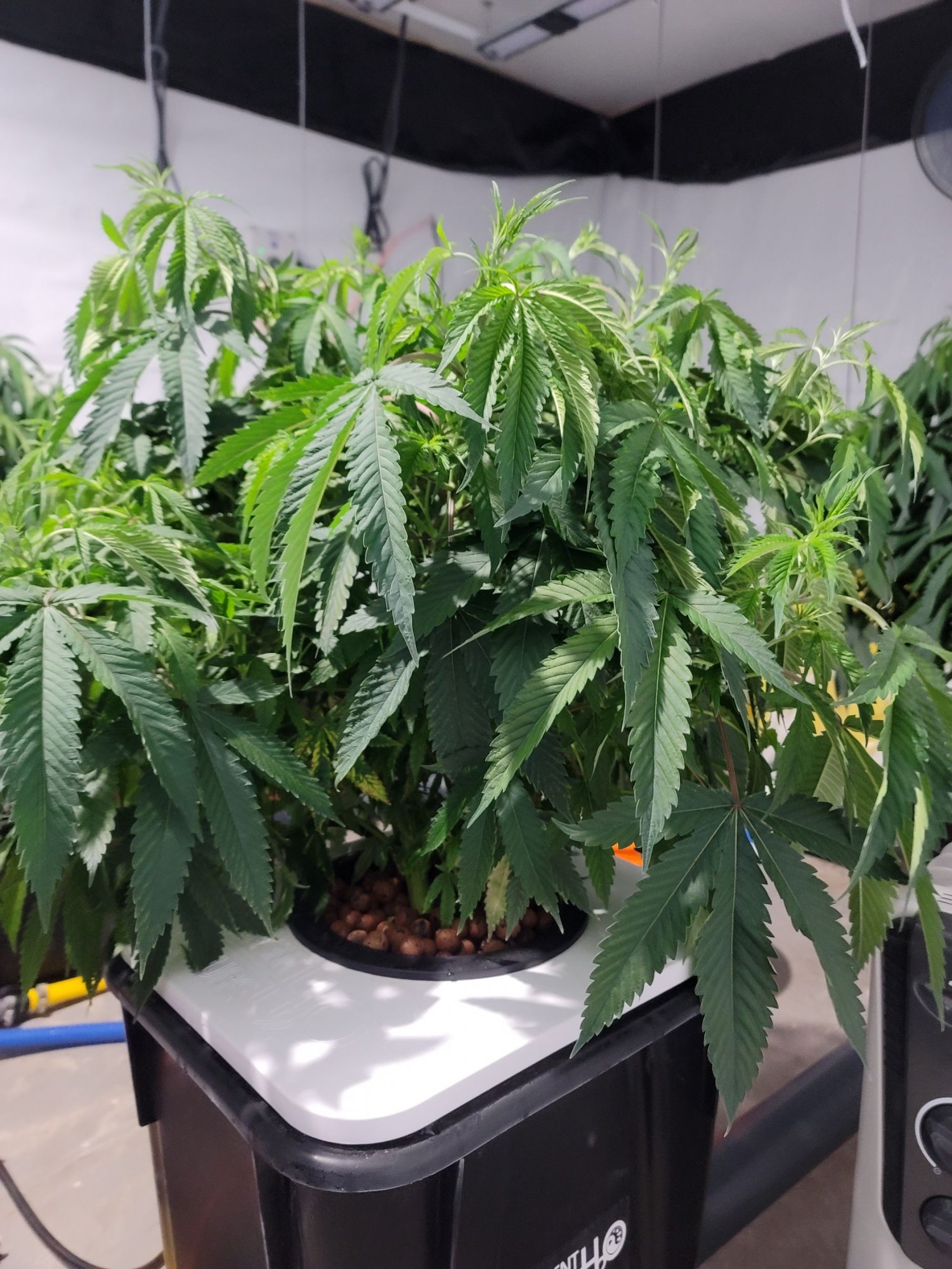 Defoliation query for plants in rdwcled grow