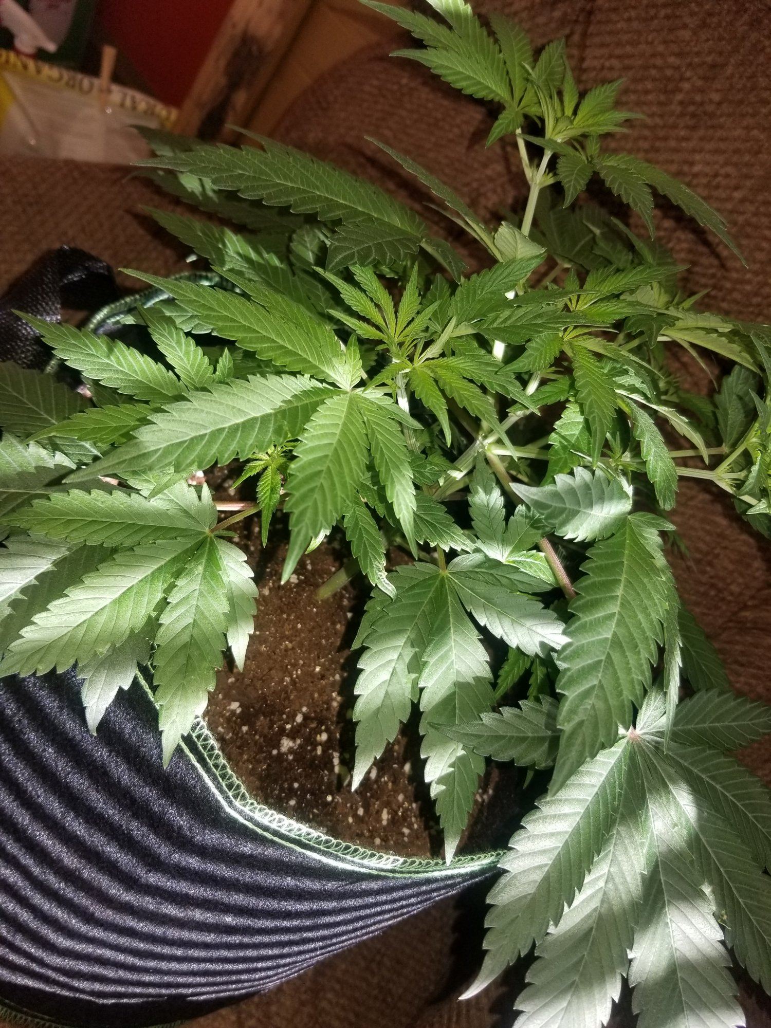 Defoliation questions 3