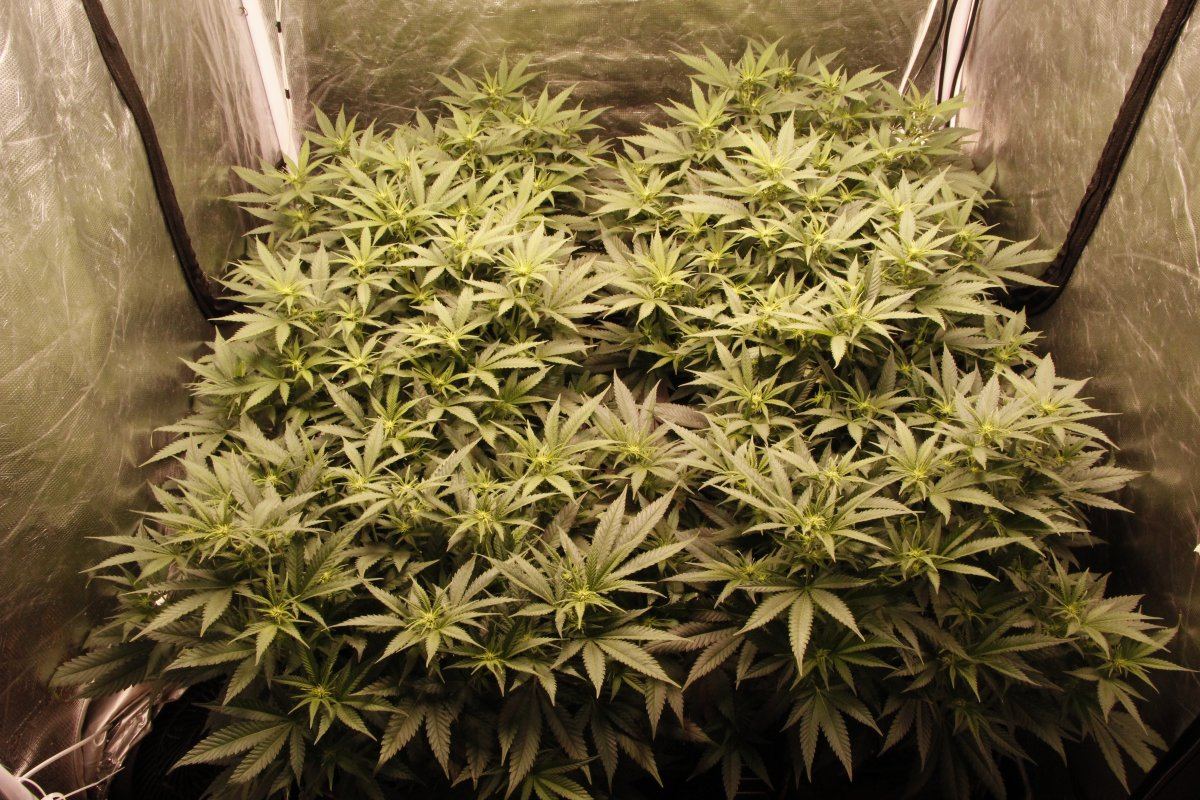 Defoliation side by side   bushy plants 2
