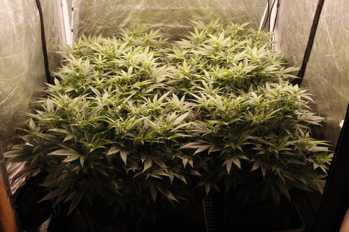 Defoliation side by side   bushy plants 3