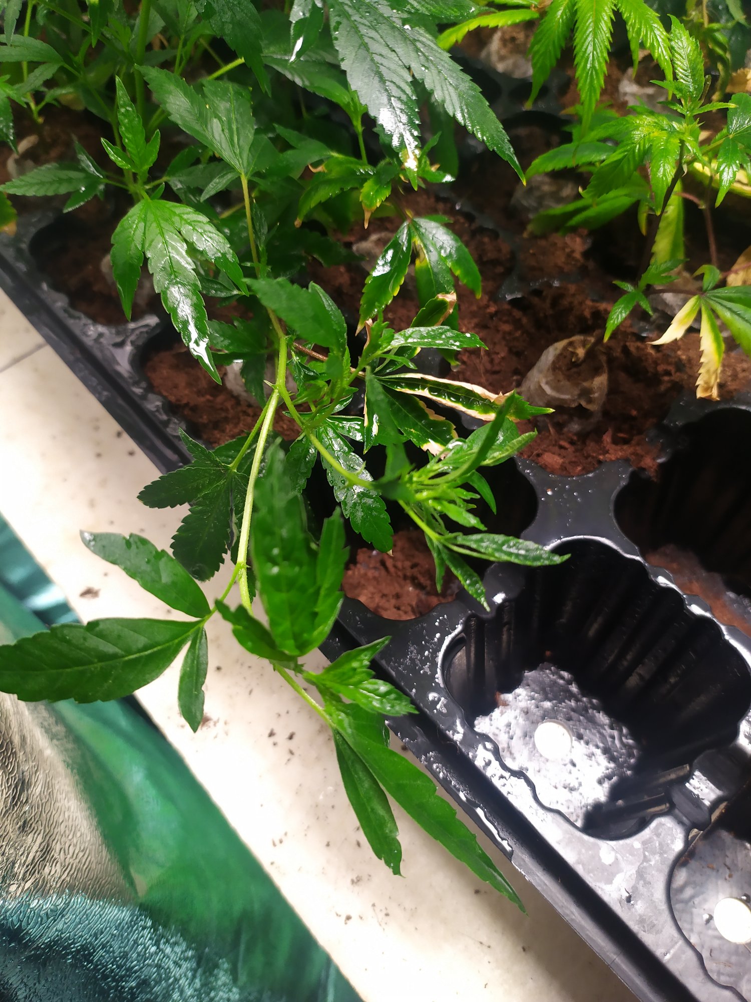 Deformed leaves on rooted clones wtf