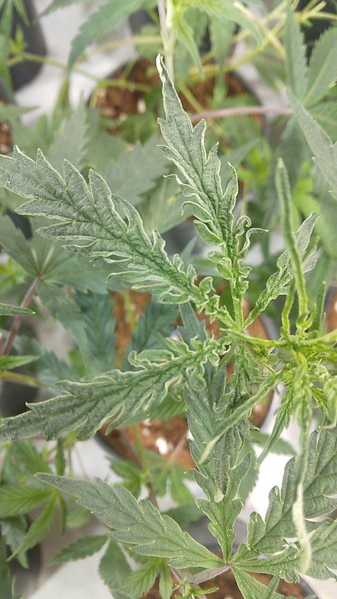 Deformed very strange leaves on my most reliable strains hlv 2