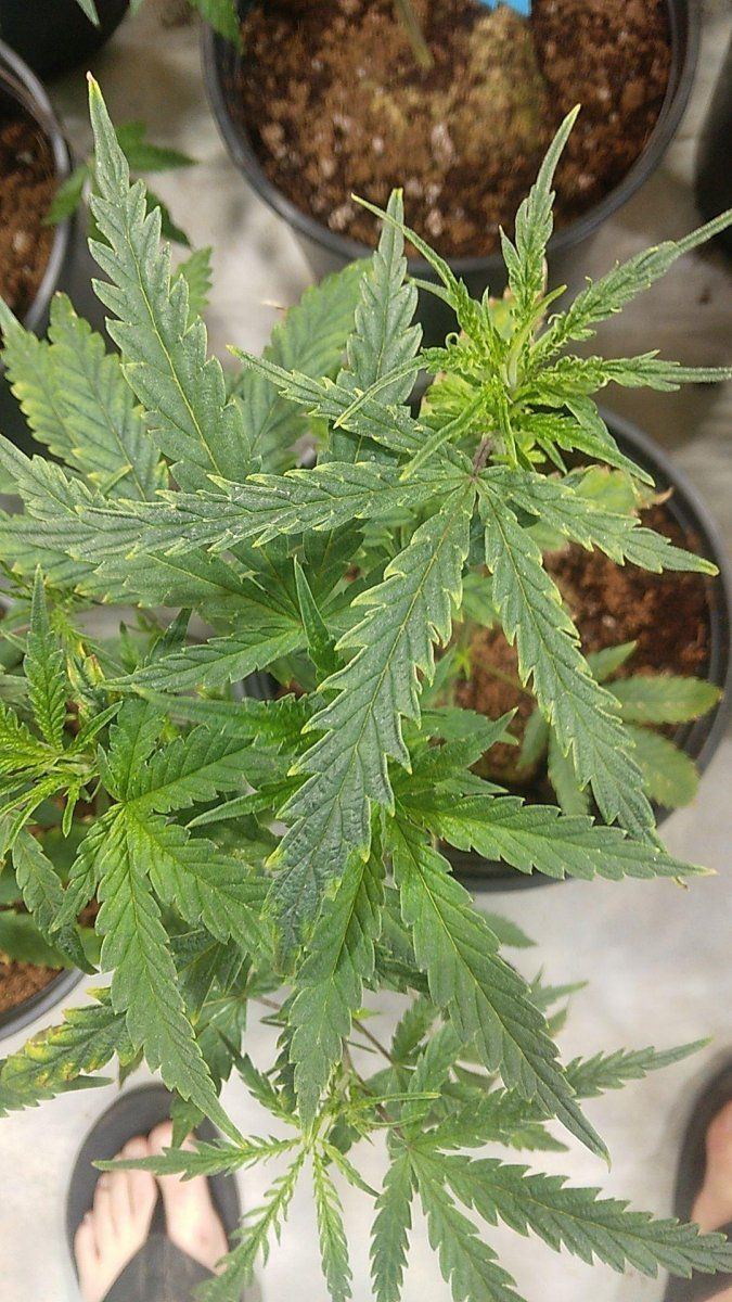 Deformed very strange leaves on my most reliable strains hlv 3