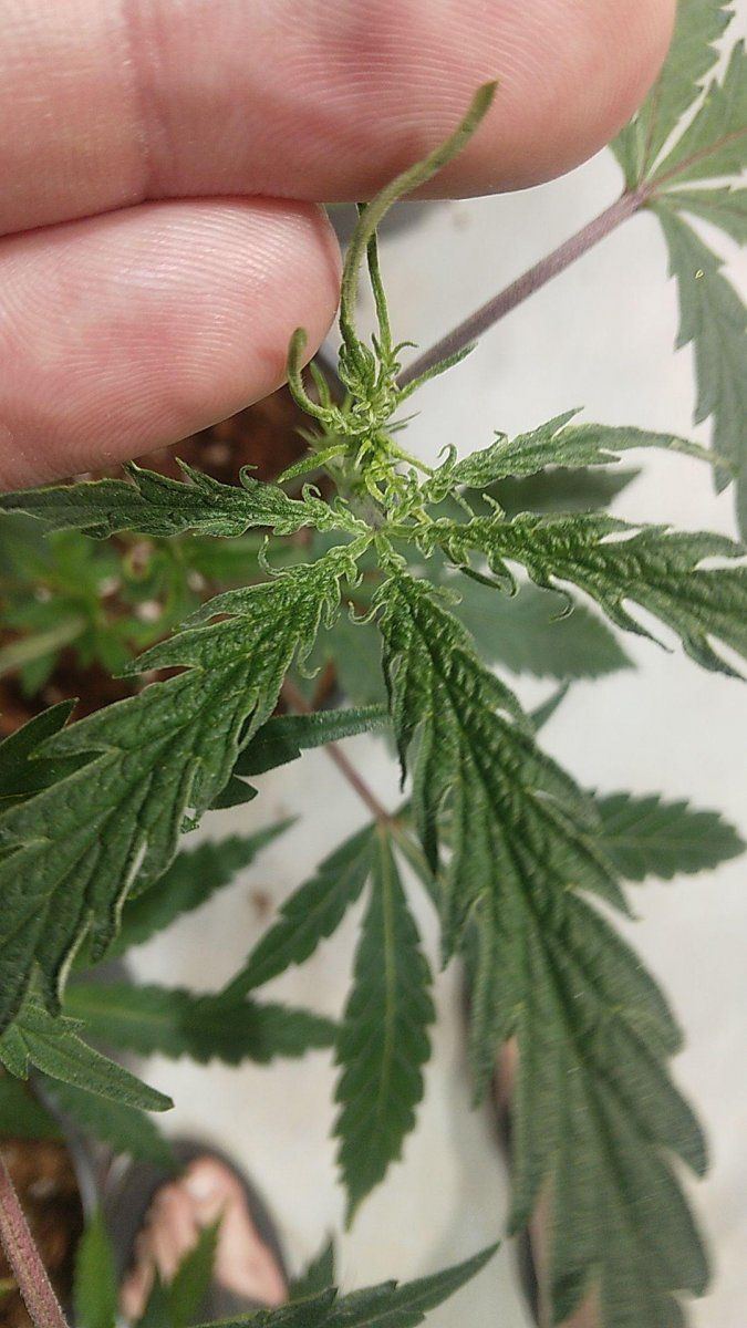 Deformed very strange leaves on my most reliable strains hlv 4