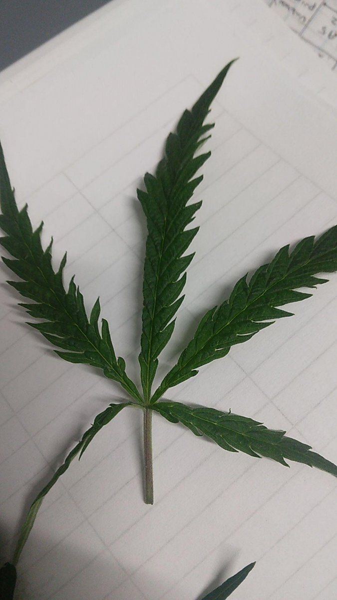 Deformed very strange leaves on my most reliable strains hlv 5