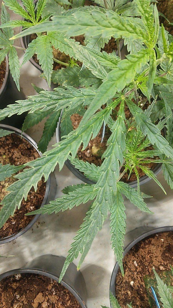 Deformed very strange leaves on my most reliable strains hlv