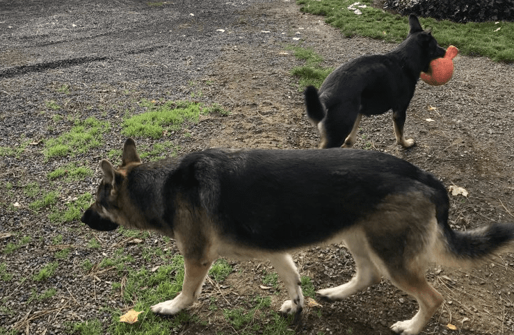 Deiselpups102619