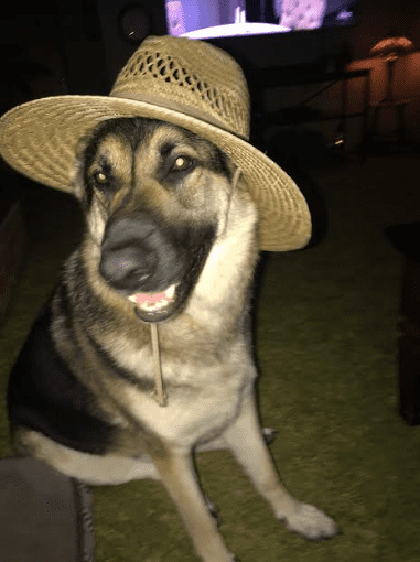 Deiselsdog62819