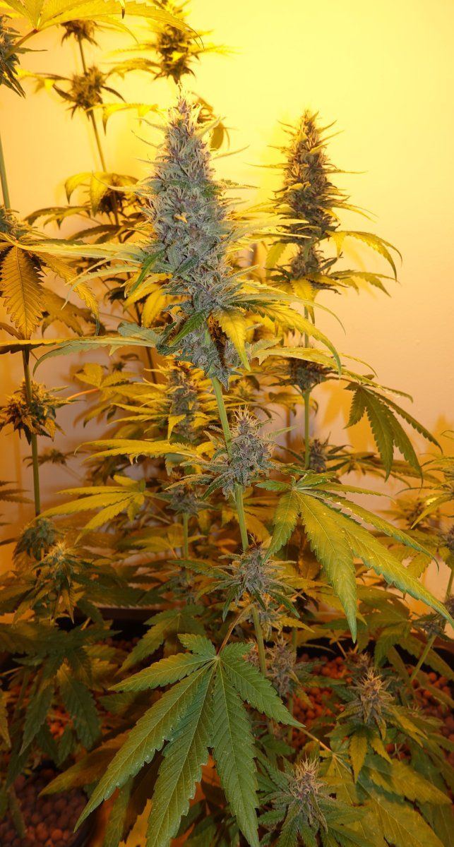 Delinquent OG F6a