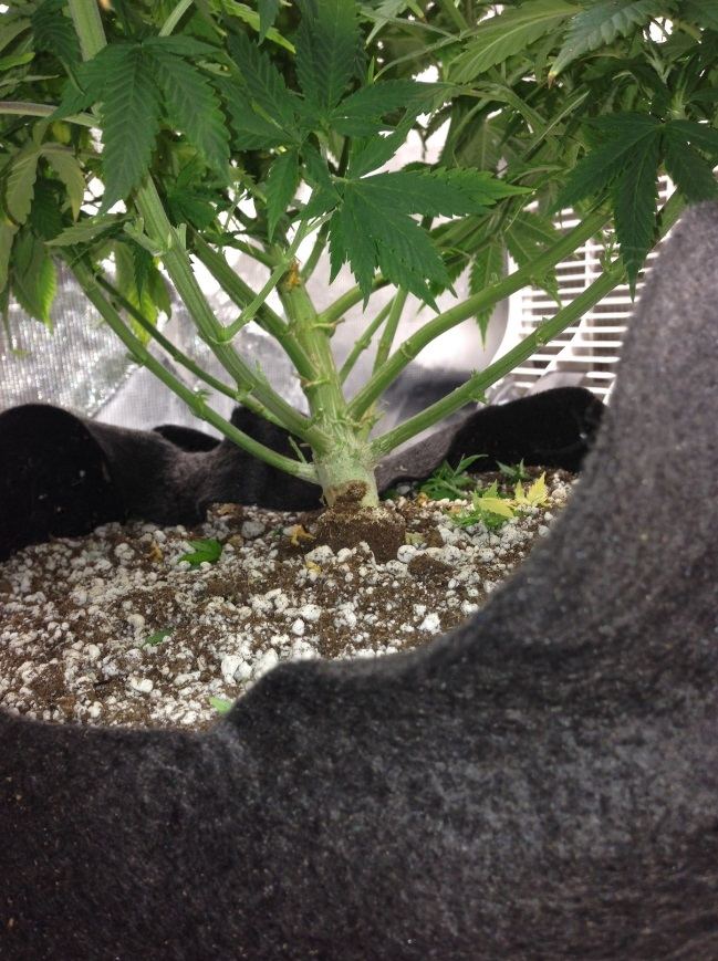 Dem branch