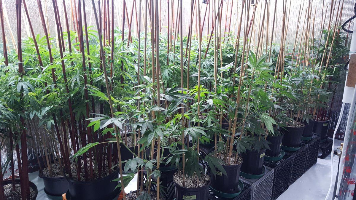 Demons 4x315 cmh grow