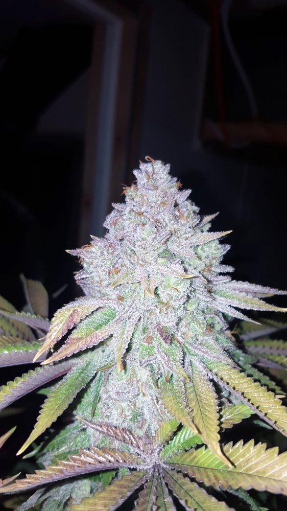 DemonTrich