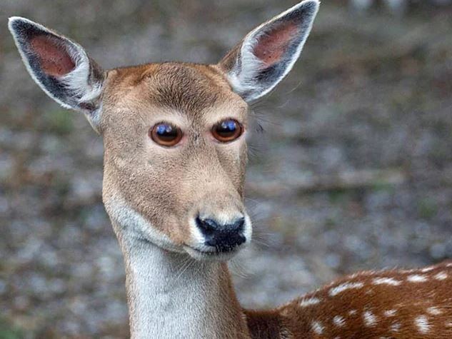 Derpydeer