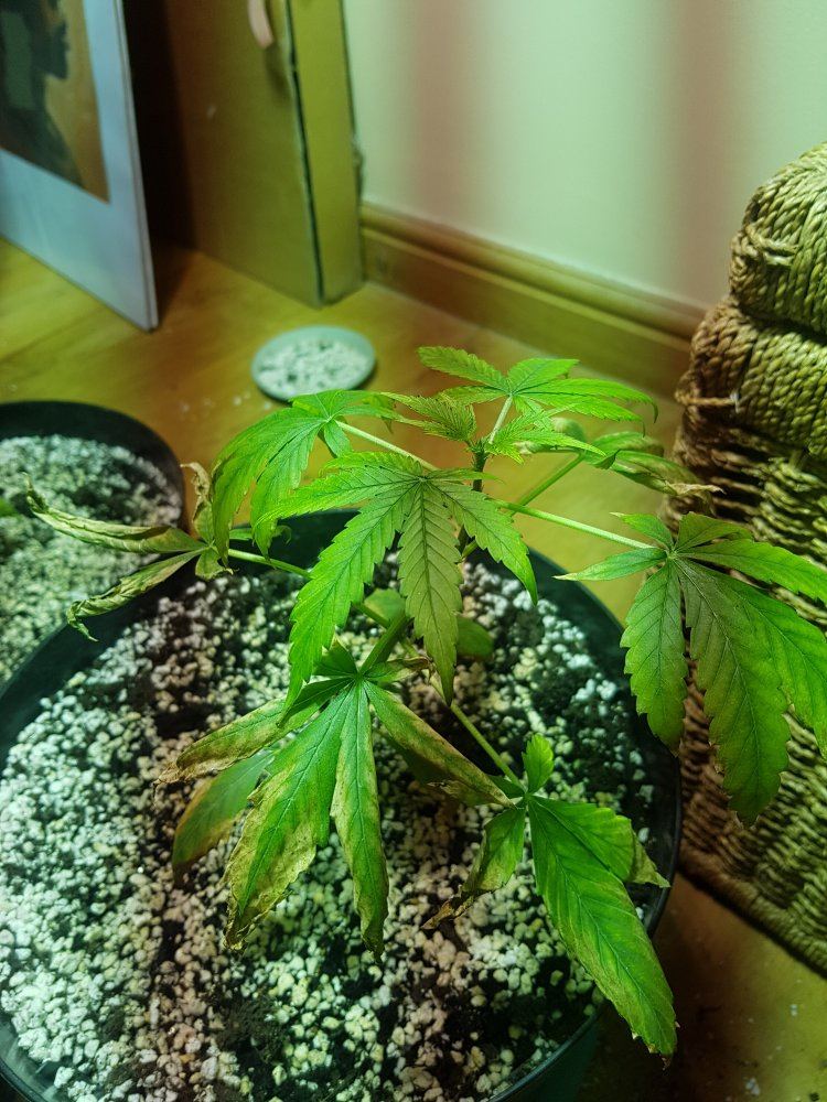 Desperate second time this is happening nitrogen toxicity or deficiency please help