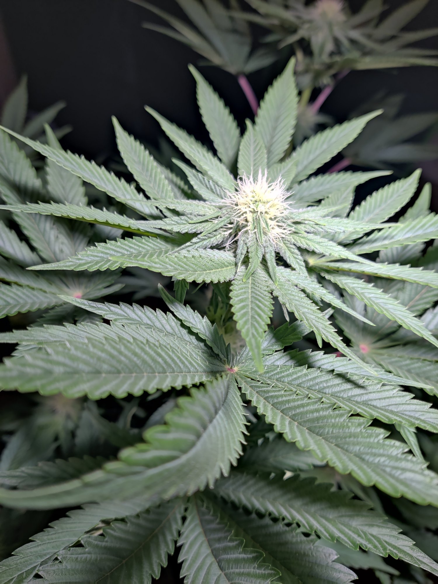 Destiny exotic genetics  o face mind tricks brain dead 2