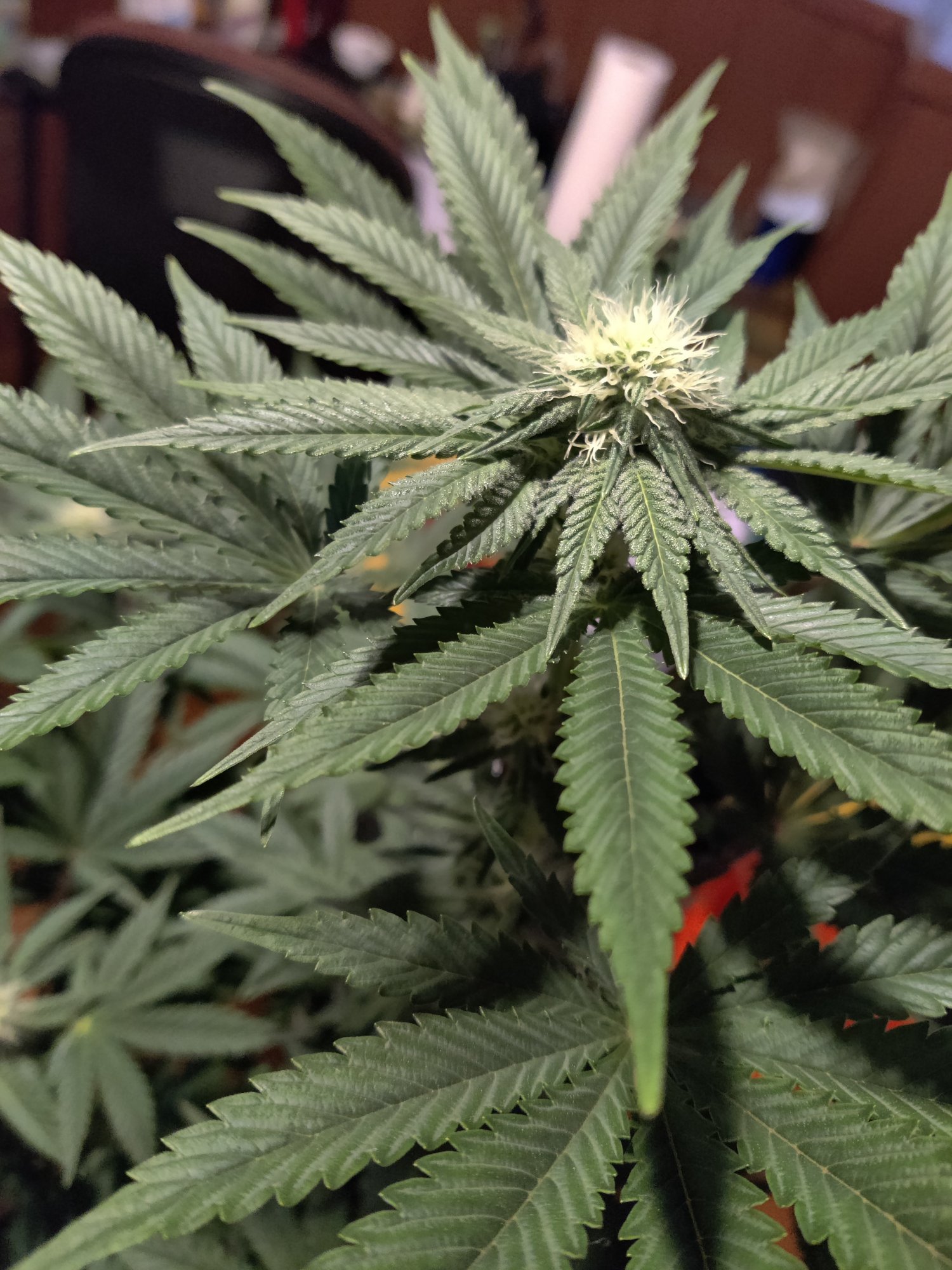 Destiny exotic genetics  o face mind tricks brain dead 3