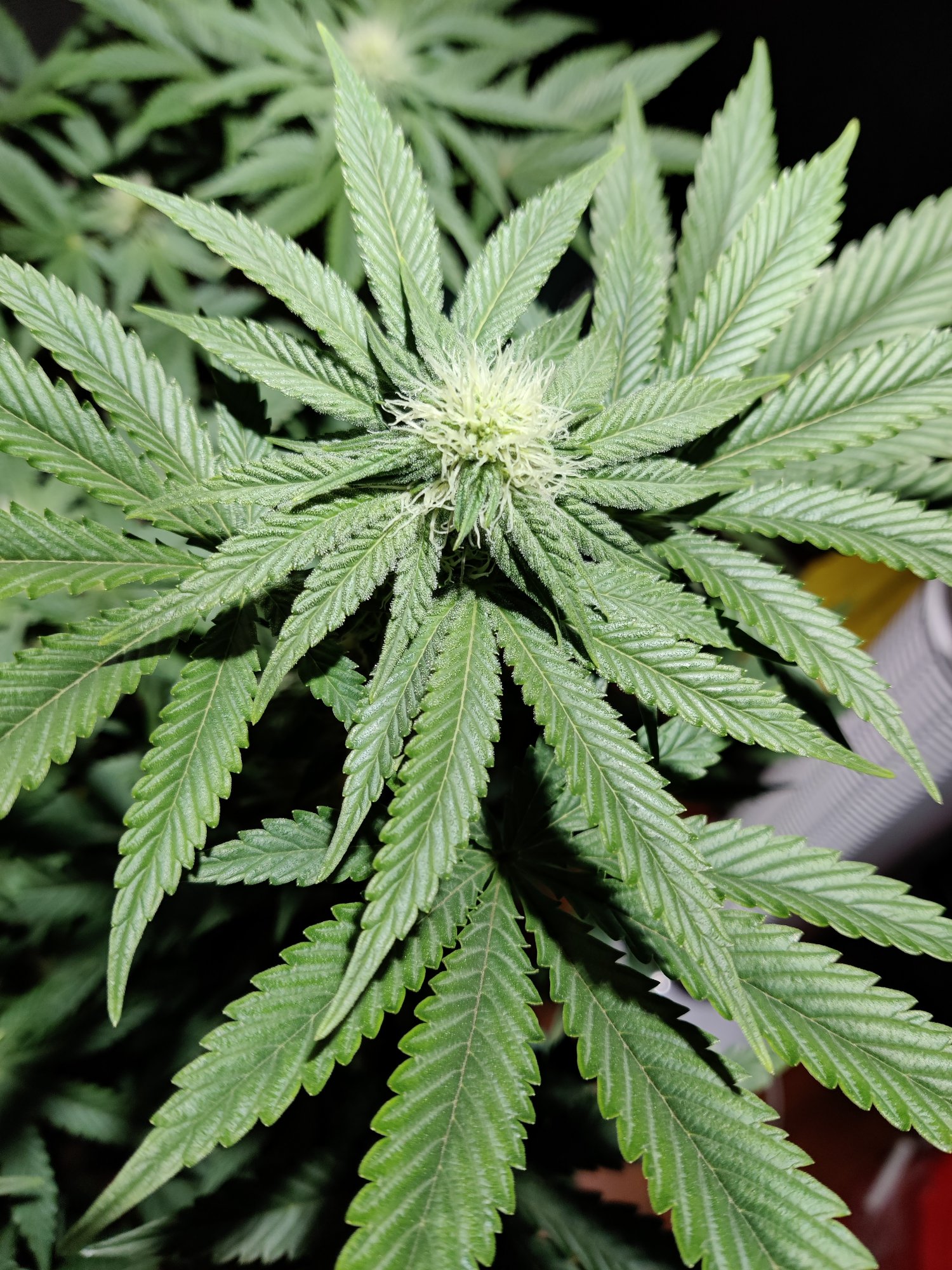 Destiny exotic genetics  o face mind tricks brain dead 4
