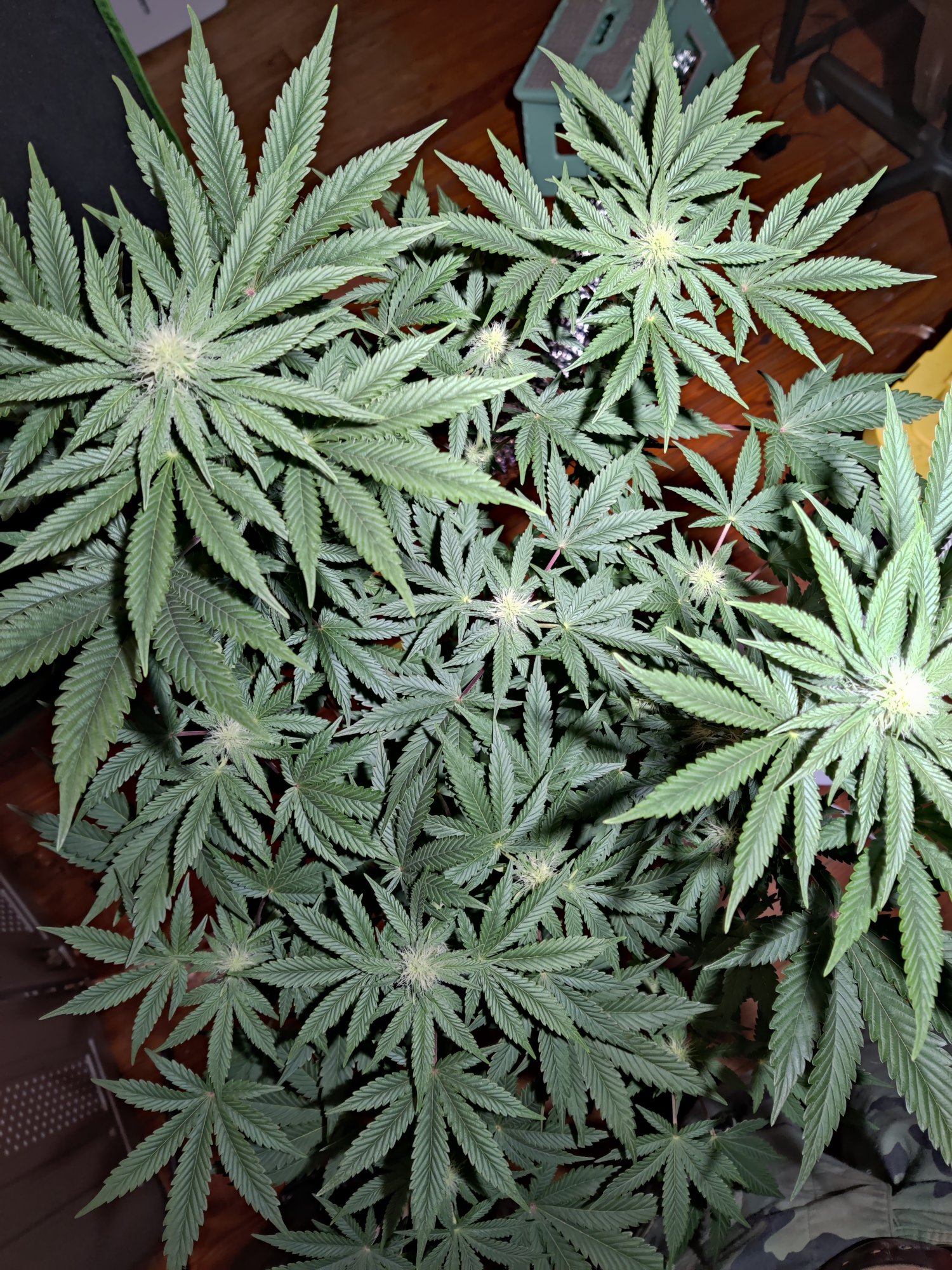 Destiny exotic genetics  o face mind tricks brain dead