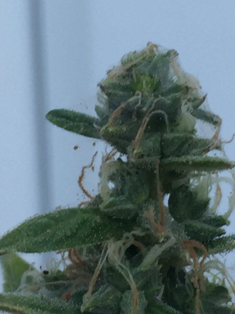 Destroyed by mites