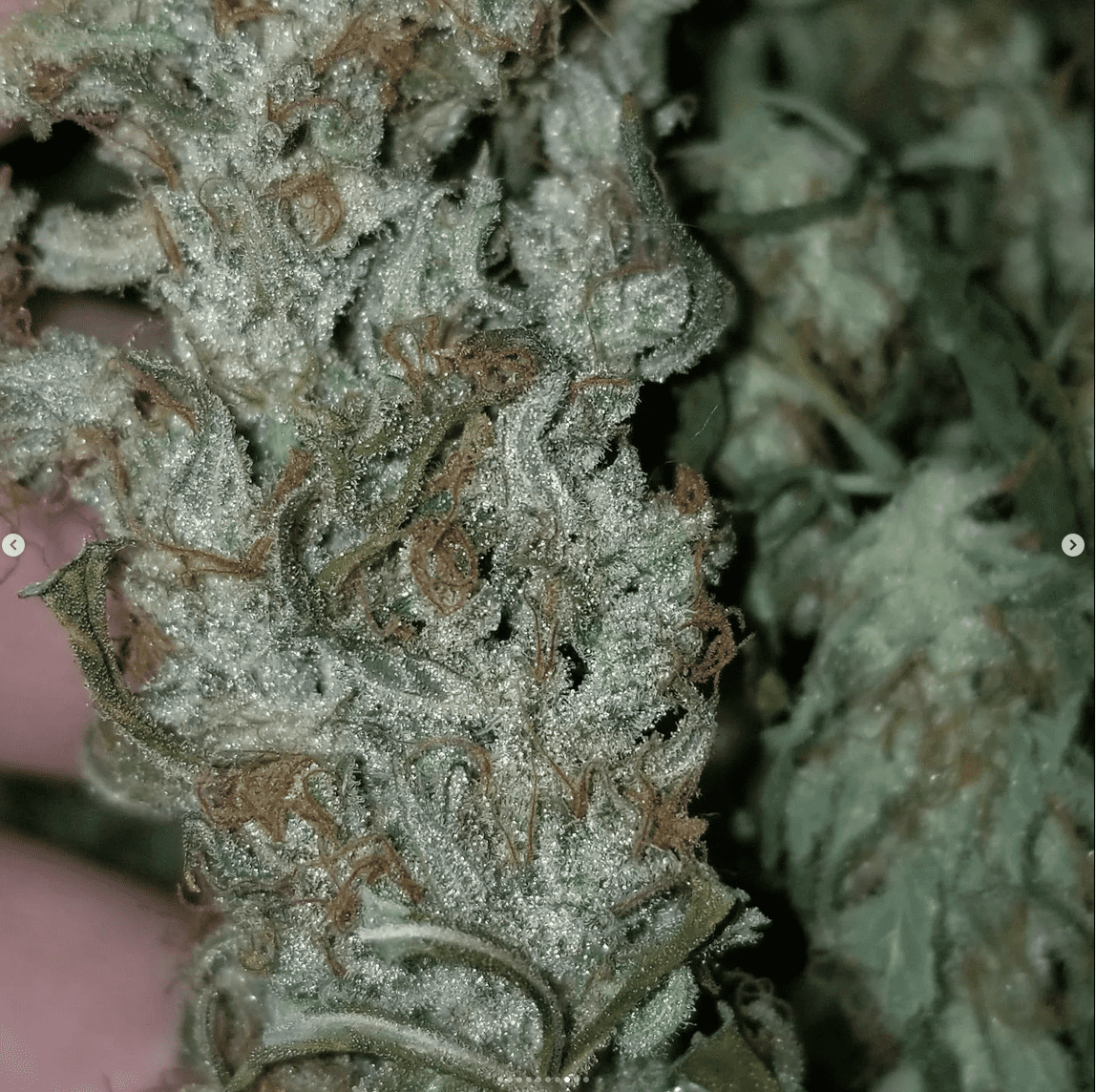Destroyer 1st plant to come down 3