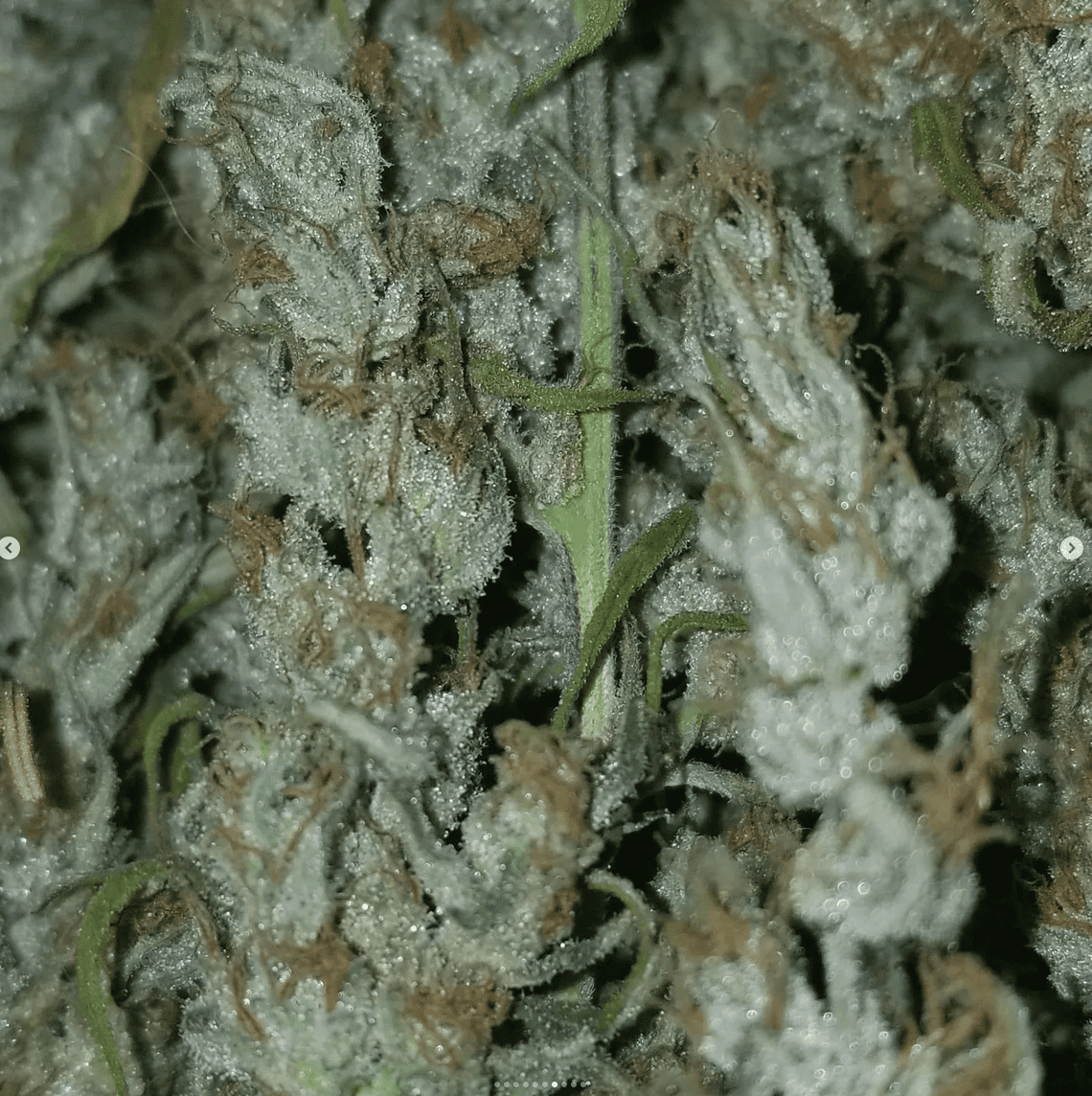 Destroyer 1st plant to come down 4