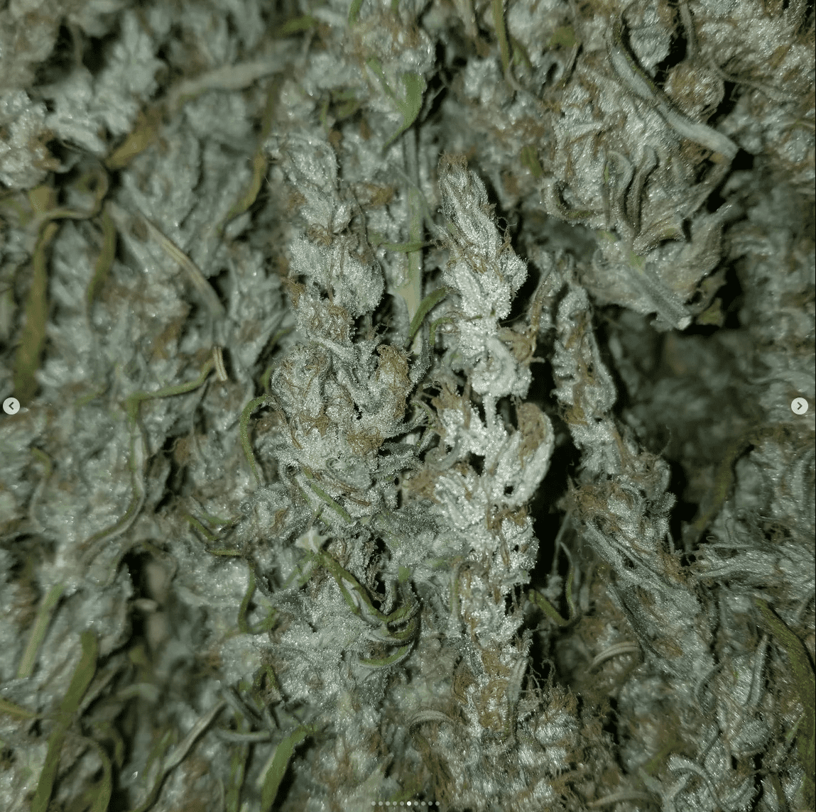 Destroyer 1st plant to come down 5