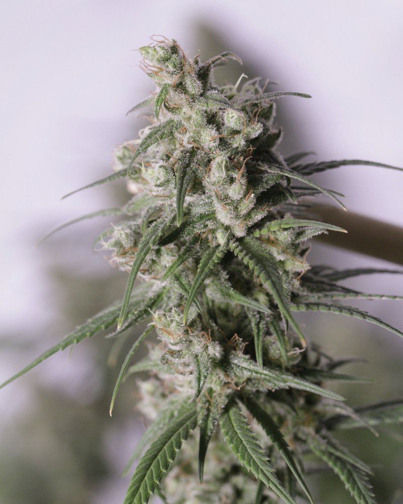 Destroyer x scotts og 2