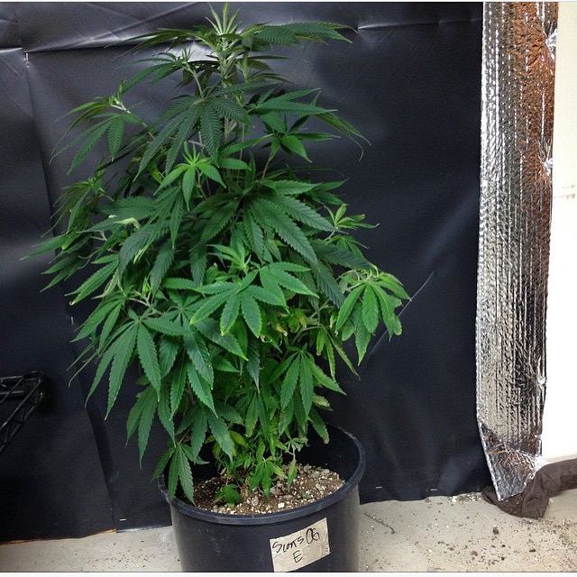 Destroyer x scotts og 3