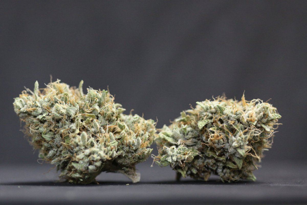 Devastaytor Kush